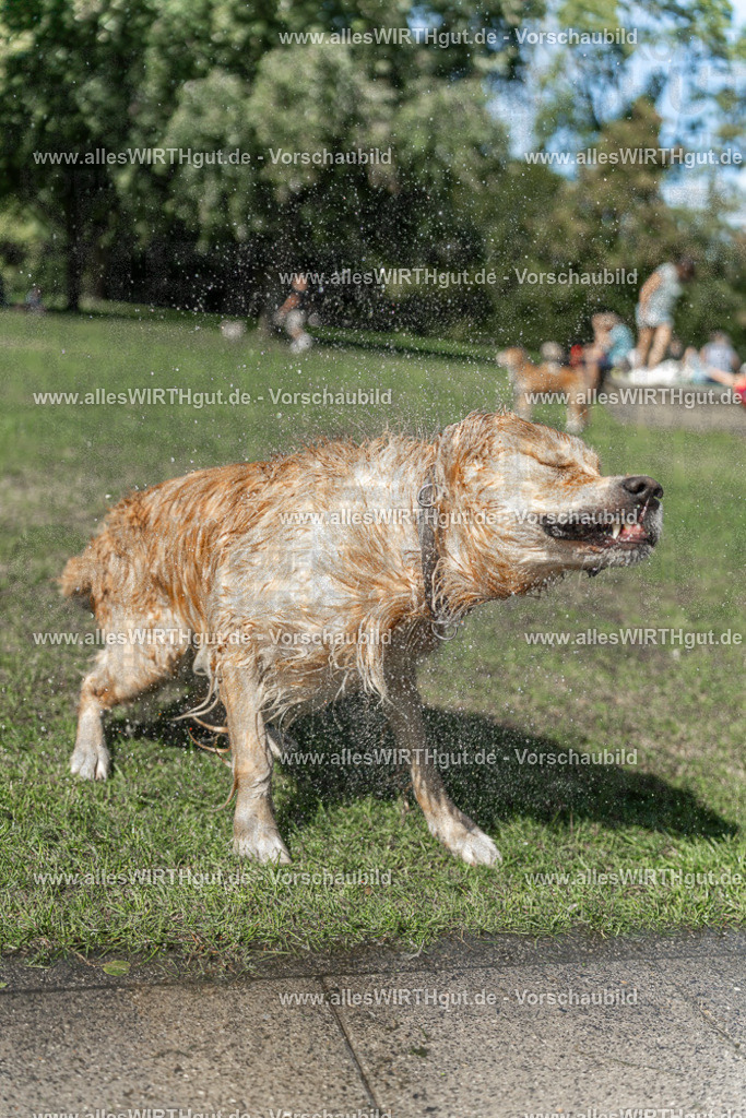 Hundeschwimmen_Volksbad_2026-allesWIRTHgut_Tierfotografie-2609061243-115331-7R500168 | Professionelle Tierfotografie in Mönchengladbach von Daniel Wirth (allesWIRTHgut). Liebevolle & natürliche Bilder von Hunden & Katzen für unvergessliche Erinnerungen.