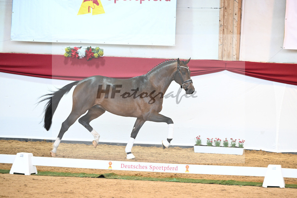 Kat-Nr. 57 Valverde x Diamond Hit_Blessing_43231036 | hf-fotografie - Realisiert mit Pictrs.com