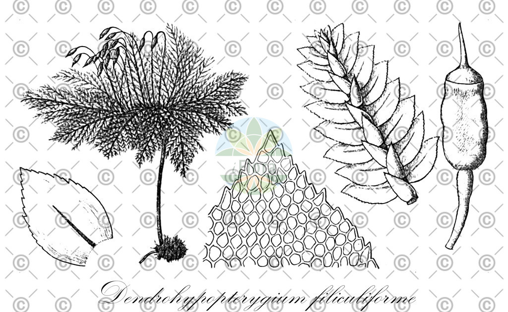 HistAbb_wfo-0001147151_1_ENZY_Simple | Historische Abbildung von Dendrohypopterygium filiculiforme - Hypopterygiaceae | Historical Illustration of Dendrohypopterygium filiculiforme - Hypopterygiaceae