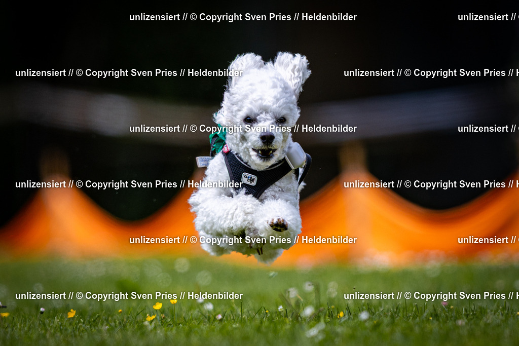 Sven Pries | 2026-05-14 - Hunderennen KA Durlach Vatertag 2026 - Realisiert mit Pictrs.com