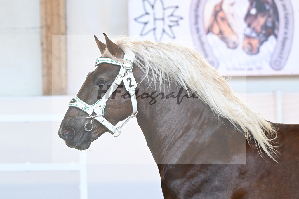 Kat-Nr. 2 v. Dirill_Wittmann_2230169 | hf-fotografie - Realisiert mit Pictrs.com