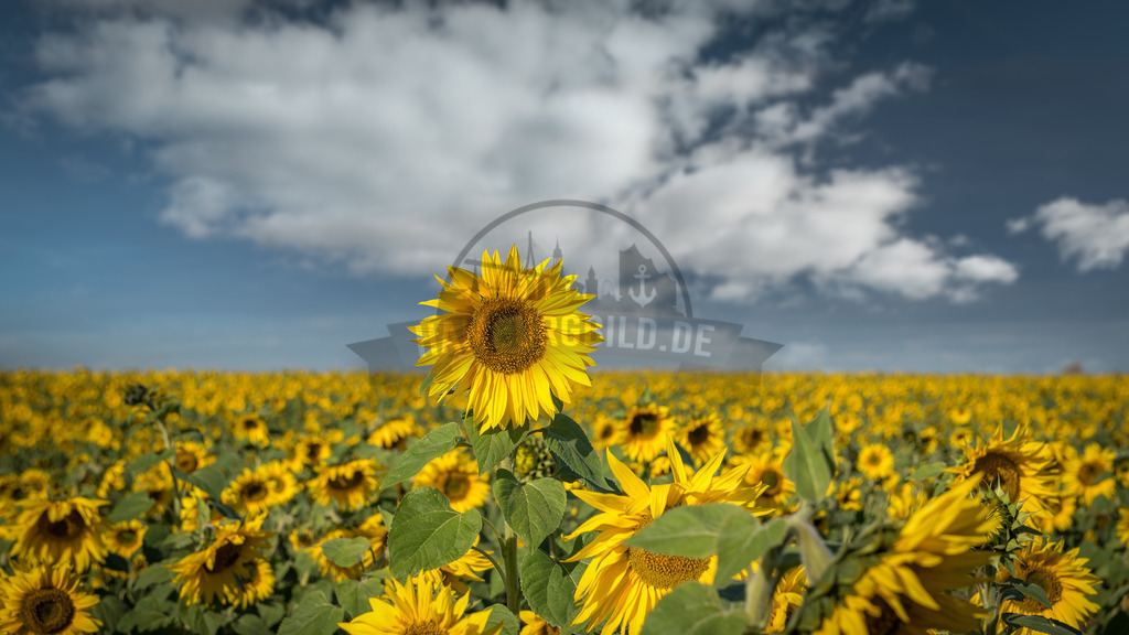 Natur-in-Bildern-by-stativkunst.de-013 | Exklusive Hamburg collagen, tolle Segelbilder und viele weitere tolle Motive auf Leinwand, Poster, Alu-Dibond, u.v.m. findet Ihr bei uns auf hamburgbild.de. Findet Euer Wandbild für Euer Zuhause, Büro oder die  Praxis…. - Realisiert mit Pictrs.com