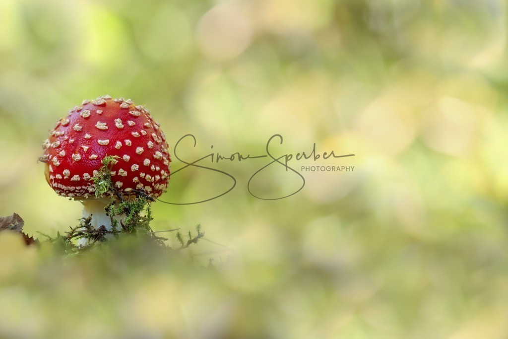 Fliegenpilz | Simone Sperber, svb-photography,Fotografin,Bilddesignerin,Naturfotografie,Macrofotografie,Tierfotografie,Wildtierfotografie,Ausstellungen,Auftragsfotografie,Kunst,Art,Photographer,Shootings,Bildberatbeitung,Galerie,Shop