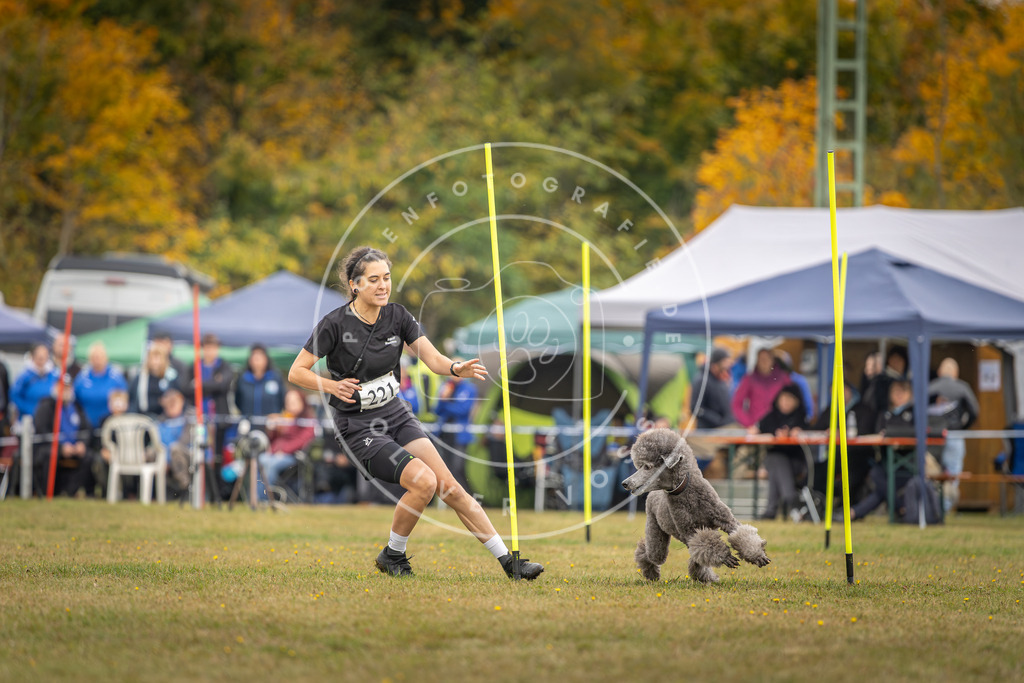 Pfotenfotografie_DV3A3737 | Hundefotografie, Tierfotograf, Pfotenfotografie, Fotoshooting Hund, Hunde Portrait, Hundesport, Hundeportraits, Heideshooting, Hunde, Sportfotograf, Hundefotograf, Turnierhundsport, THS,  - Realisiert mit Pictrs.com