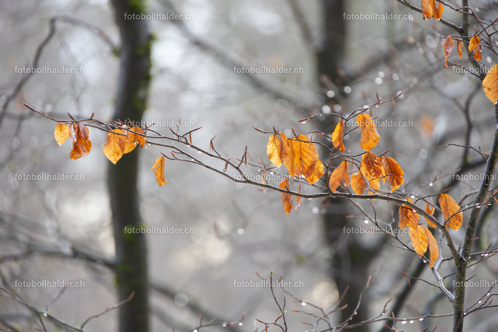 IMG_0454 | Foto Bollhalder 