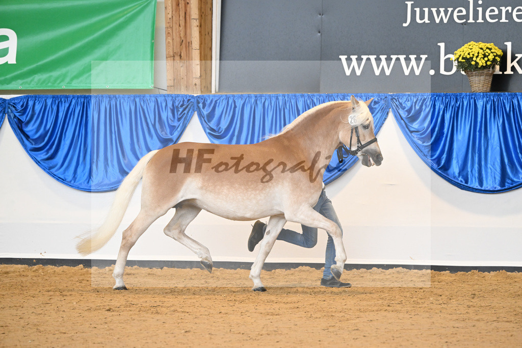 Kat-Nr. 265 Aurora_Stange_54223169 | hf-fotografie - Realisiert mit Pictrs.com