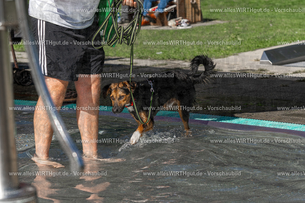 Hundeschwimmen_Volksbad_2026-allesWIRTHgut_Tierfotografie-2609061359-FAY06855 | Professionelle Tierfotografie in Mönchengladbach von Daniel Wirth (allesWIRTHgut). Liebevolle & natürliche Bilder von Hunden & Katzen für unvergessliche Erinnerungen.