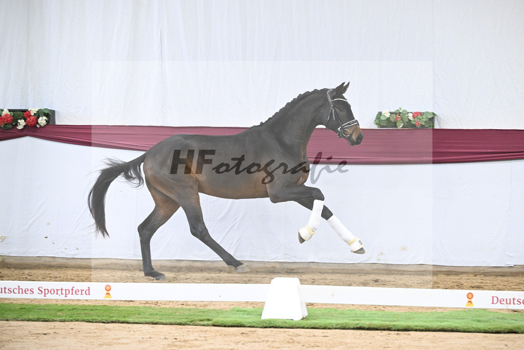 Kat-Nr. 109 Bon Courage x San Remo_Jakob u Martina Reglauer_47253695 | hf-fotografie - Realisiert mit Pictrs.com