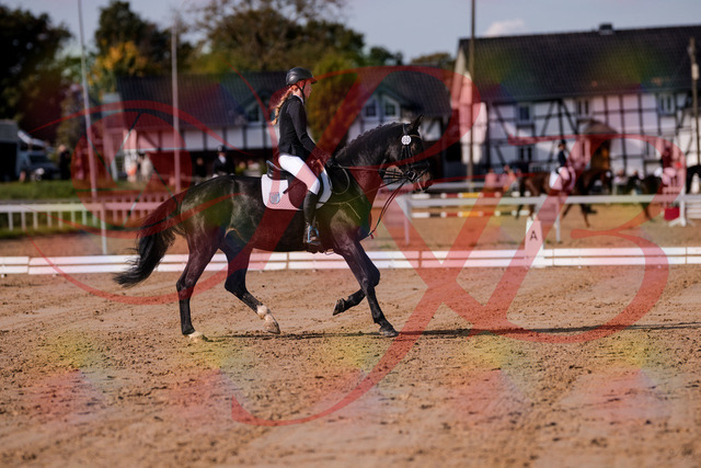 2026_10_03_Siefer-Hof_115614_Z81_96441786 | Professionelle Reitsport-, Turnier- und Eventfotografie von Robert Broda. Galerien mit ausgewählten und bearbeiteten Bildern direkt online ansehen und bestellen.
