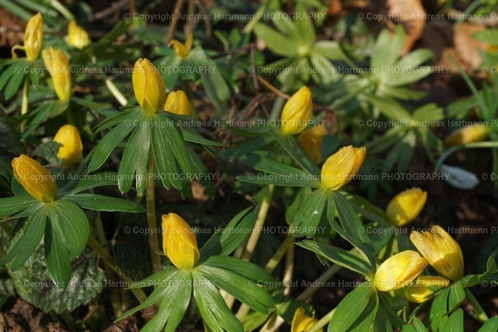 Winterlinge | Winterlinge - Realisiert mit Pictrs.com