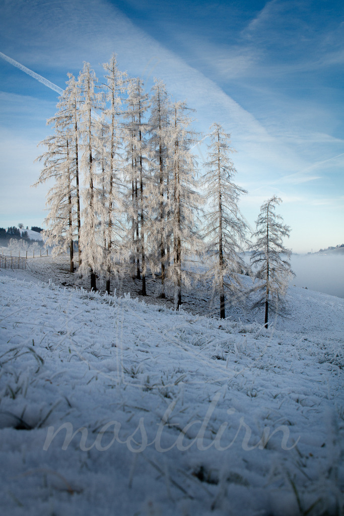 Rauhreif am Panoramahöhenweg im Mostviertel | Bei Veröffentlichung des Bildes ist eine Namensnennung wie folgt erforderlich: 
Foto: Mostdirn Irmgard Wieser
 - Realisiert mit Pictrs.com