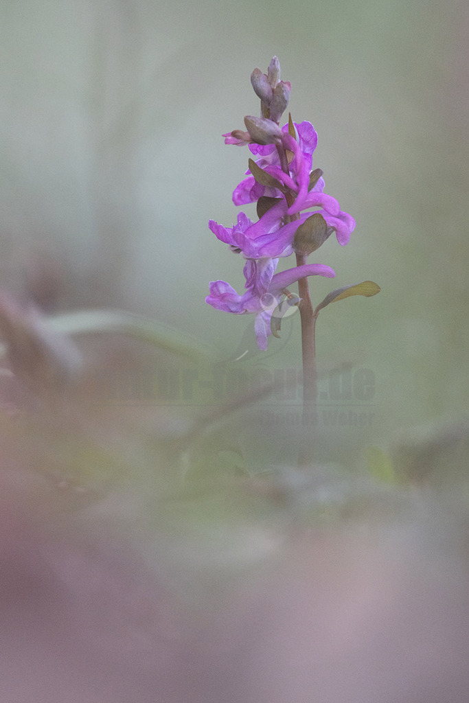 R5NF0092-20230319 | 
Hohler Lerchensporn

Hohler Lerchensporn (Corydalis cava)
Systematik
Eudikotyledonen
Ordnung:	Hahnenfußartige (Ranunculales)
Familie:	Mohngewächse (Papaveraceae)
Unterfamilie:	Erdrauchgewächse (Fumarioideae)
Gattung:	Lerchensporne (Corydalis)
Art:	Hohler Lerchensporn
Wissenschaftlicher Name
Corydalis cava
(L.) Schweigg. &amp; Körte
Der Hohle Lerchensporn[1] (Corydalis cava), auch Hohlknolliger Lerchensporn[2] genannt, ist eine Pflanzenart aus der Gattung Lerchensporne (Corydalis) innerhalb der Familie der Mohngewächse (Papaveraceae). Alle Pflanzenteile sind schwach, die Rhizomknolle jedoch stark giftig. - Realisiert mit Pictrs.com