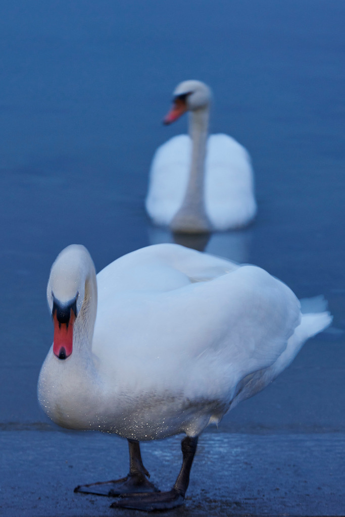 Zwei Schwaene im Wasser | Bregenz, Austria - January 18, 2015: Zwei Schwaene am Bodenseeufer. - Realisiert mit Pictrs.com