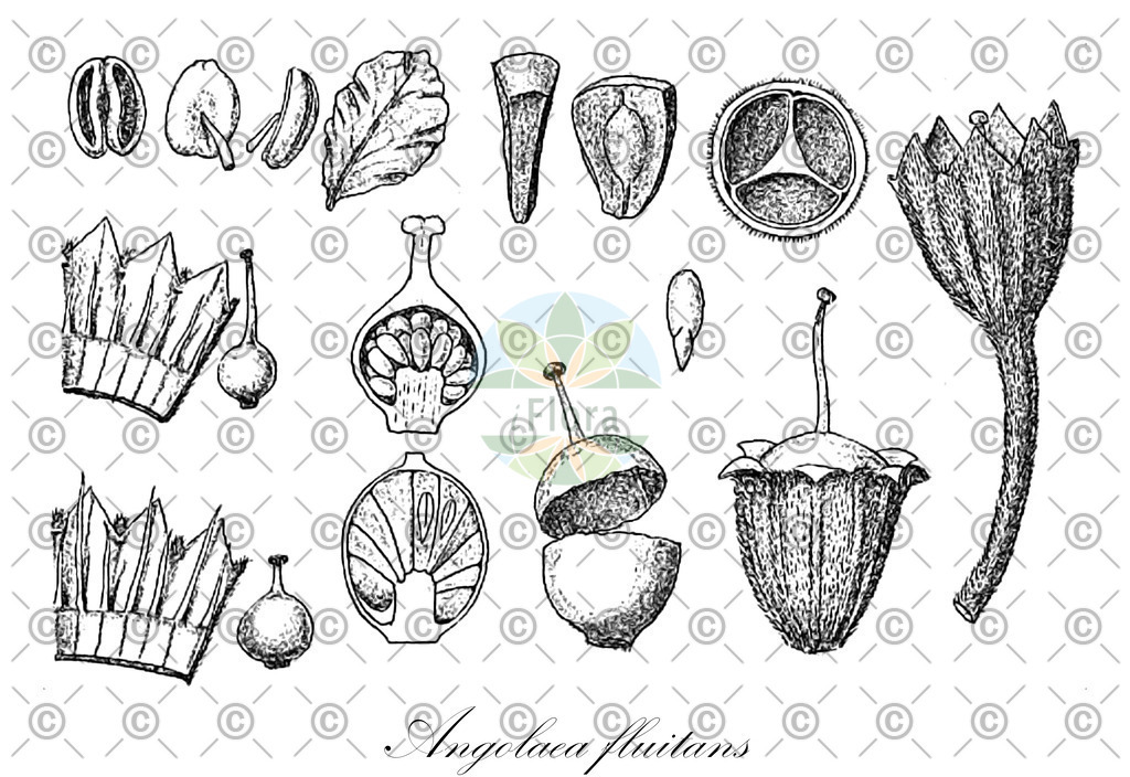 HistAbb_wfo-0000536542_181_ENZY_Simple | Historische Abbildung von Angolaea fluitans - Podostemaceae | Historical Illustration of Angolaea fluitans - Podostemaceae