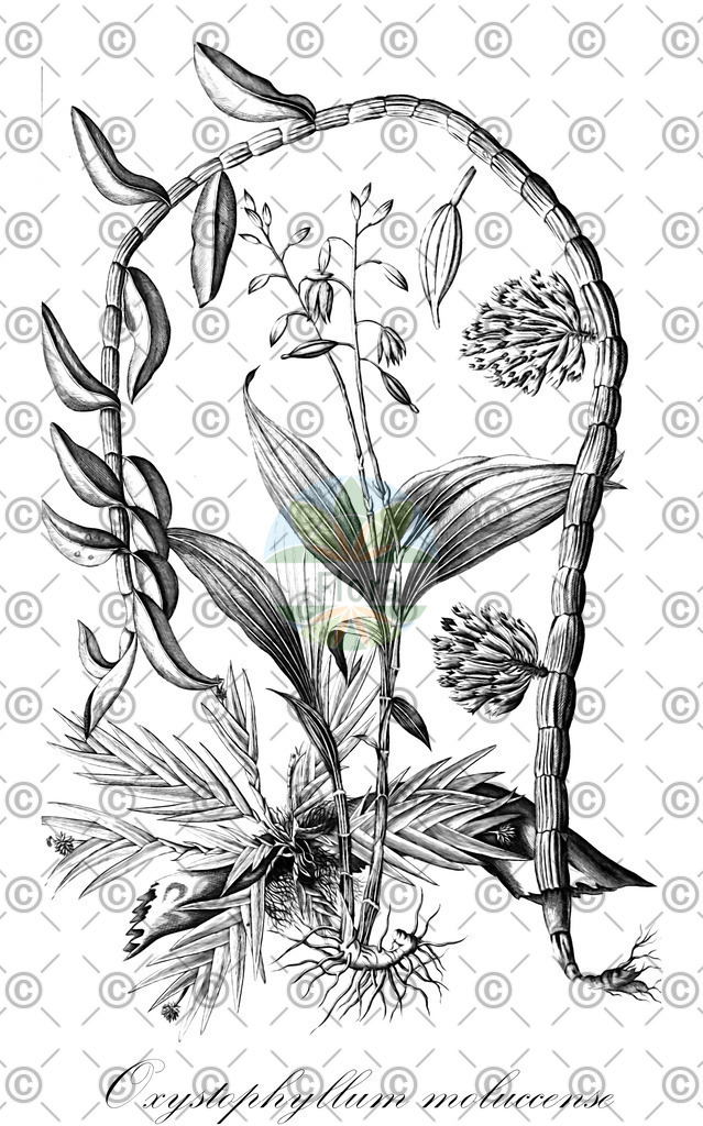 HistAbb_wfo-0001100868_1_ENZY_Simple | Historische Abbildung von Oxystophyllum moluccense - Orchidaceae | Historical Illustration of Oxystophyllum moluccense - Orchidaceae