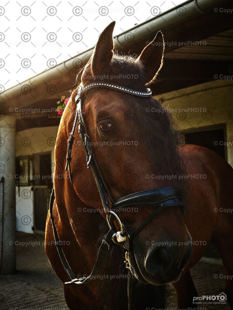 019_202406_Niki-Herodes_NZ9_9683 | proPHOTO - Realisiert mit Pictrs.com