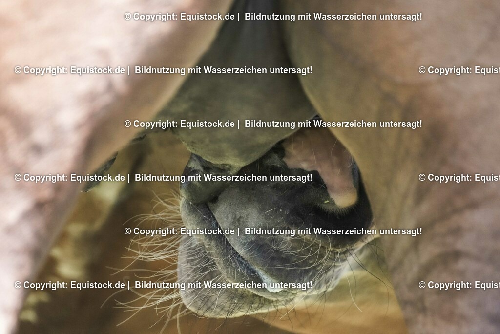 20210617_Fohlen_0270 | Foto: Thomas Hartig