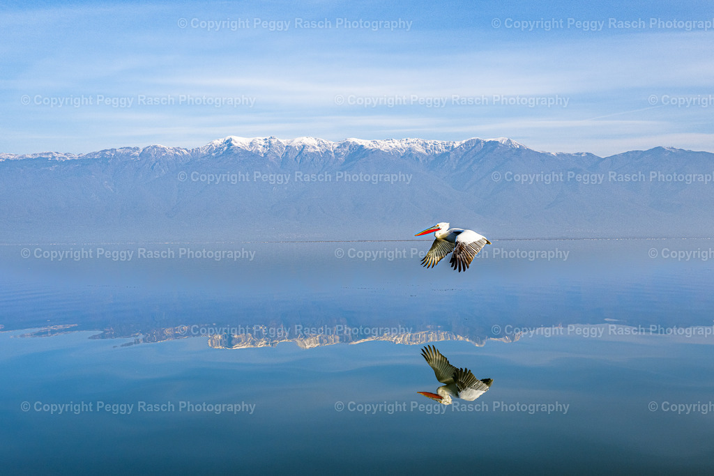 Pelikane (57) | PeggyRaschPhotography - Realisiert mit Pictrs.com