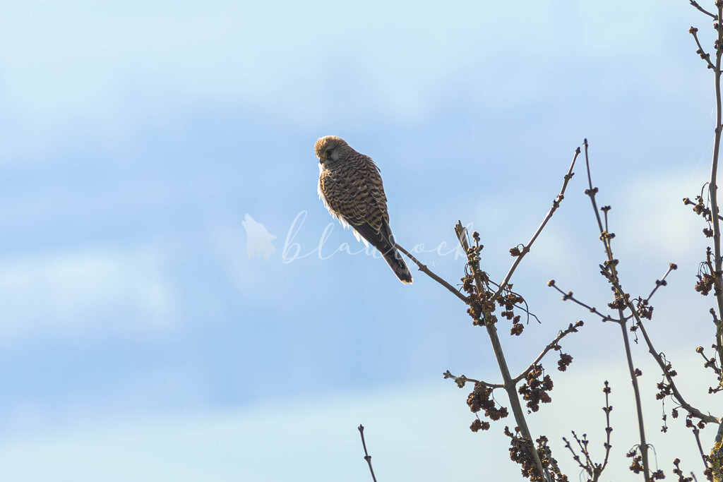 CN12--38 | Sportbilder, Sportfotograf, Hochzeits- und Eventfotografin, Flugshows, Portraits und Tiershooting, Aviation, Downhill, Nationalleague, Swissleague, International