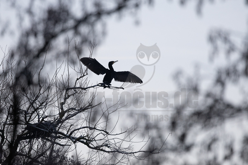 R6NF5109_20260120 | Ein Kormoran (Phalacrocorax carbo) sitzt auf einem kahlen Ast und breitet seine Flügel aus, um sie zu trocknen. Der Vogel ist als dunkle Silhouette vor einem hellen, bewölkten Himmel zu sehen. Im Vordergrund und Hintergrund sind unscharfe, kahle Äste und ein leeres Nest erkennbar, die eine winterliche oder frühlingshafte Atmosphäre schaffen. - Realisiert mit Pictrs.com