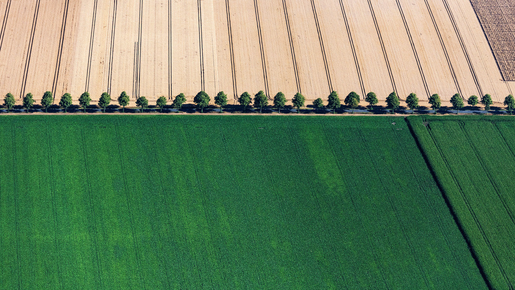 dr__0038343.jpg | SCHELLERTEN 23.07.2019 Baumreihe an einer Landstraße an einem Feldrand in Schellerten im Bundesland Niedersachsen, Deutschland. // Row of trees on a country road on a field edge in Schellerten in the state Lower Saxony, Germany. Foto: Daniel Reiter