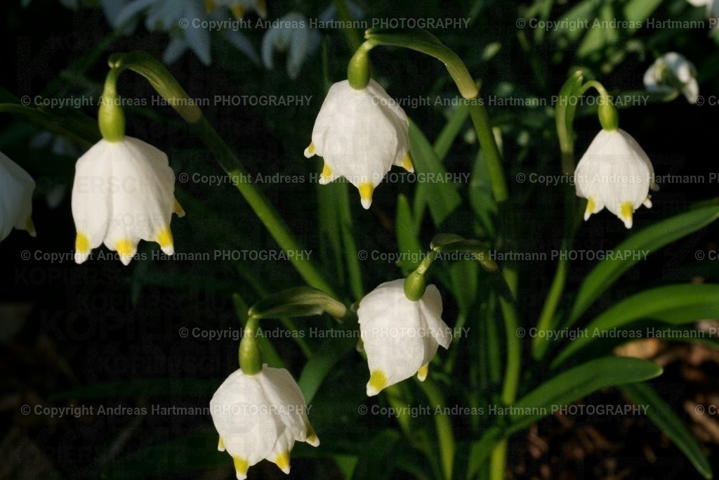 Märzenbecher | Märzenbecher - Realisiert mit Pictrs.com