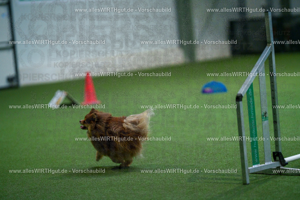 7R501820 | Professionelle Tierfotografie in Mönchengladbach von Daniel Wirth (allesWIRTHgut). Liebevolle & natürliche Bilder von Hunden & Katzen für unvergessliche Erinnerungen.