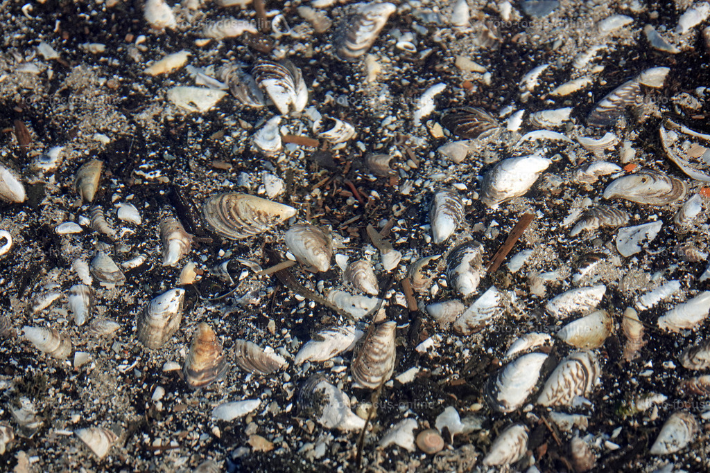 Smiling Lake_7 | Freshwater mussels in the lake