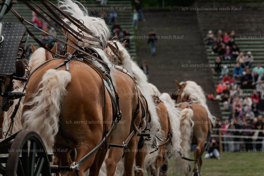 Showprogramm-159 | working equitationturnier fotograf videograf stoibphotography marixx film working equitation deutschland reitsport turnierfotografie eventfotografie equestrian events