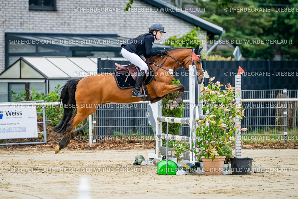 DSC01645 | Pferdegrafie