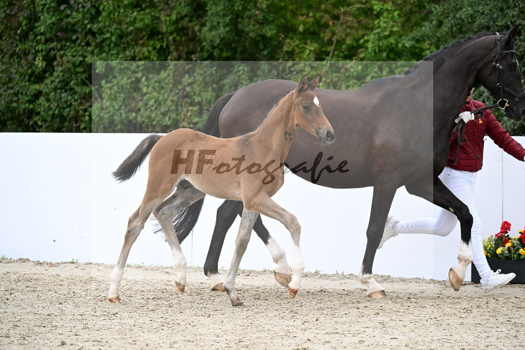 Sir Gribaldi x Sandro Bedo_HF_Schneller_23250891 | hf-fotografie - Realizzato con Pictrs.com