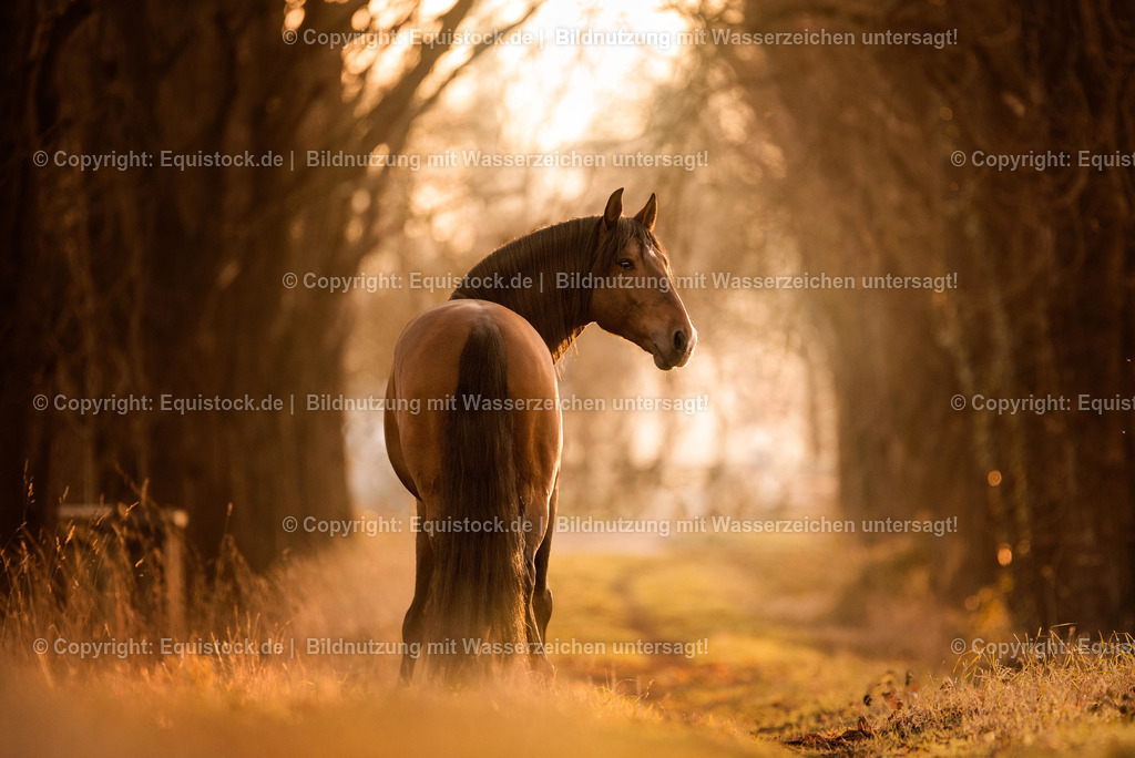 TS_20161221_Pferd_Sonnenuntergang_0001 | equistock