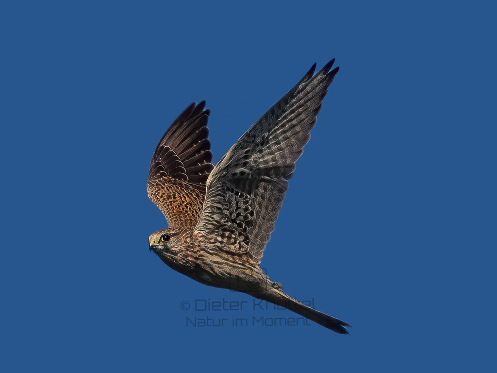 P1610507-Bearbeitet-2022-2-Bearbeitet-2022-LR | Natur im Moment - Realisiert mit Pictrs.com