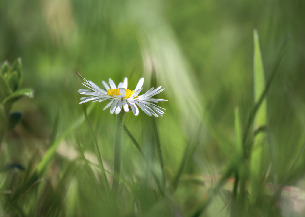 Unscheinbar schön | Man nimmt sie als gegeben hin und beachtet sie nicht. Sie ist aber von Nahem betrachtet ein kleines Wunder. - Realisiert mit Pictrs.com