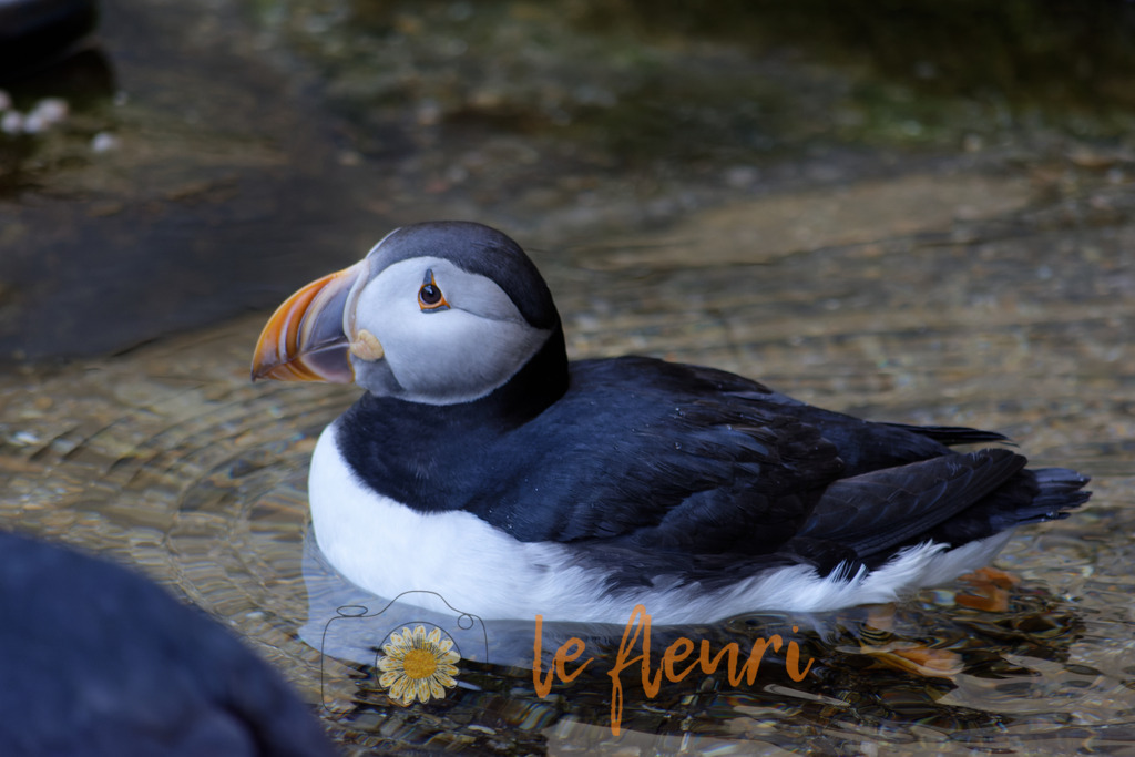 DSC_0228-NEF_DxO_DeepPRIME | Dies ist der Shop von Florian Blum - le fleuri. Langenthal, Bern, Schweiz. Sie können hier meine oder ihre eigenen Fotos als Fotoprodukte kaufen. Tassen, Schlüsselanhänger, Taschen etc. können Sie hier gestalten.  - Realisiert mit Pictrs.com