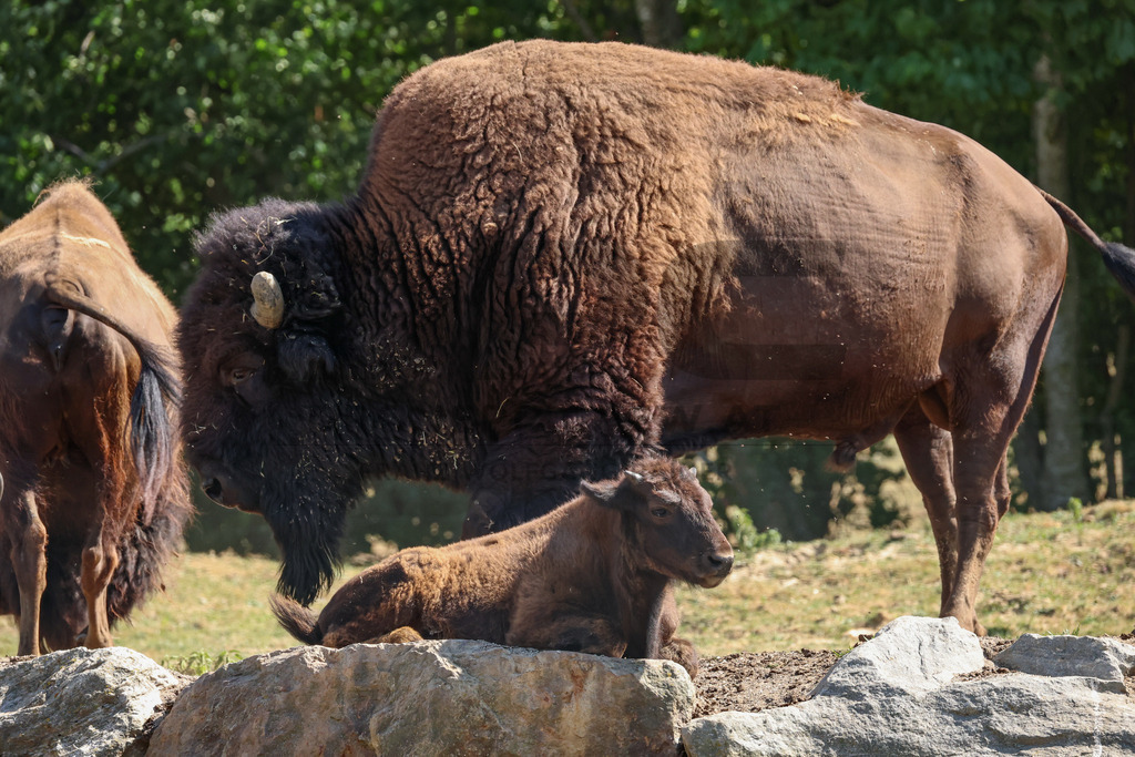 Bisons at Tierpark Herberstein // Bisons im Tierpark Herberstein | Bisons at Tierpark Herberstein in Styria, Austria. The scene shows the powerful animals in their enclosure and highlights their impressive appearance, calm presence and natural behavior in the zoo environment. // Bisons im Tierpark Herberstein in der Steiermark, Österreich. Die Szene zeigt die kraftvollen Tiere in ihrem Gehege und hebt ihr eindrucksvolles Erscheinungsbild, ihre ruhige Präsenz und ihr natürliches Verhalten im Tierpark hervor. - Realisiert mit Pictrs.com