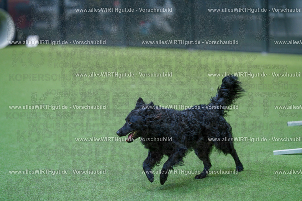 @allesWIRTHgut_Tierfotografie - www.allesWIRTHgut.de - 2604261526-7R505578 | Professionelle Tierfotografie in Mönchengladbach von Daniel Wirth (allesWIRTHgut). Liebevolle & natürliche Bilder von Hunden & Katzen für unvergessliche Erinnerungen.