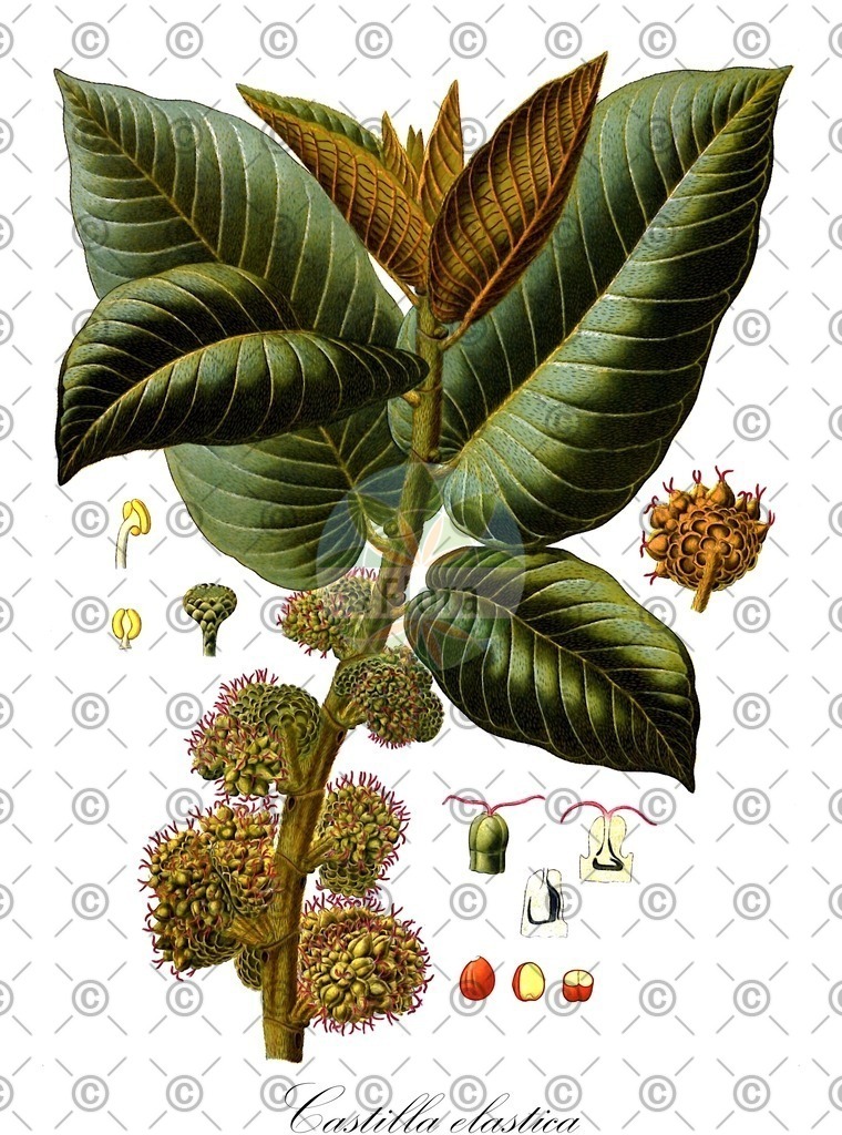 HistAbb_wfo-0000589992_1_ENZY_Simple | Historische Abbildung von Castilla elastica - Moraceae | Historical Illustration of Castilla elastica - Moraceae