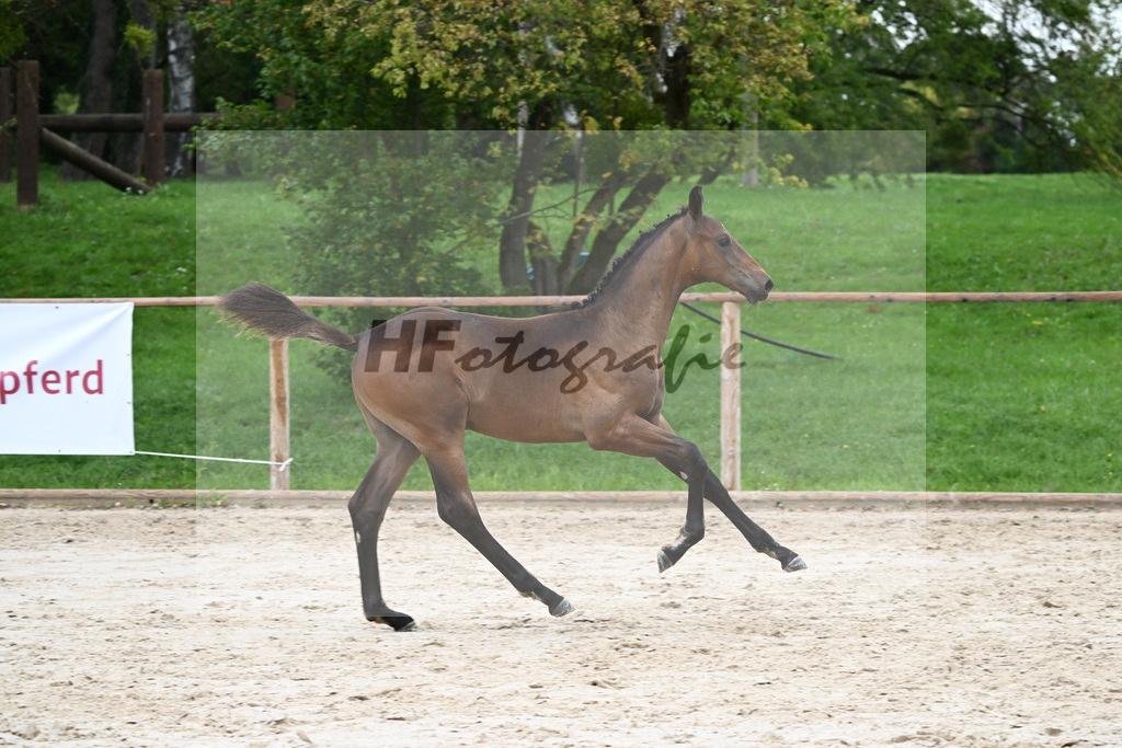 Kat-Nr. 10 HF Bonds_ZG Hoehnl u Prummer_25230157 | hf-fotografie - Realizzato con Pictrs.com