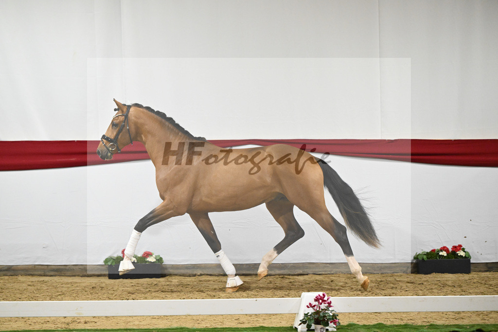 Kat-Nr. 54 v. Vaderland_Rakelbusch_63221569 | hf-fotografie - Realizzato con Pictrs.com