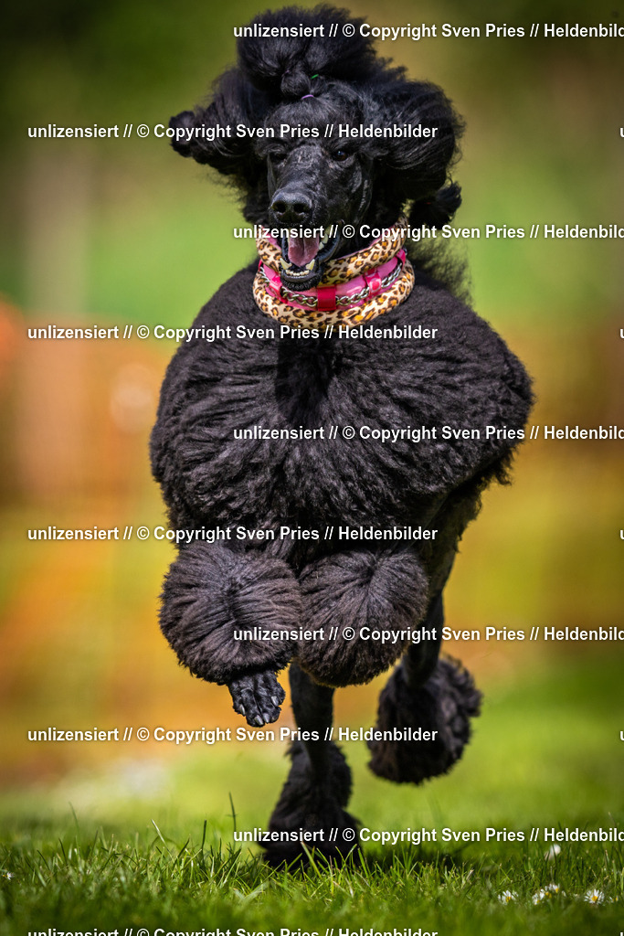 Sven Pries | 2025-04-13 - Hunderennen Baden-Baden - Realisiert mit Pictrs.com