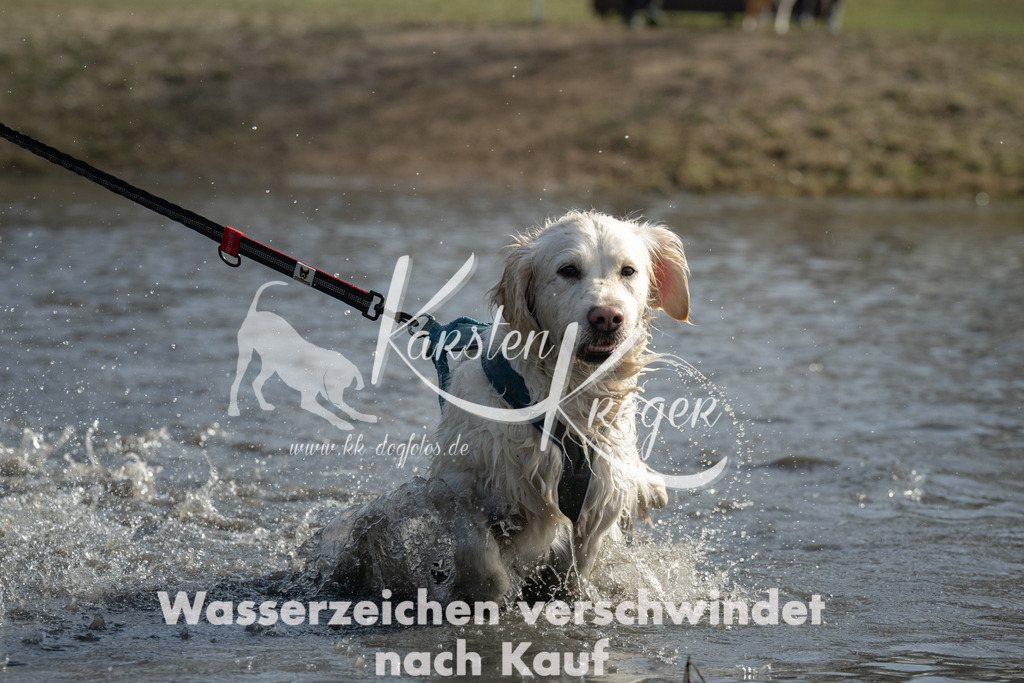 1259_ZZ93536 | kk-dogfotos