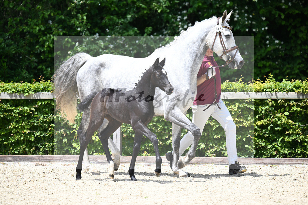 Comme il faut x Hickstead White_SF_Eder_19240632 | hf-fotografie - Realizzato con Pictrs.com