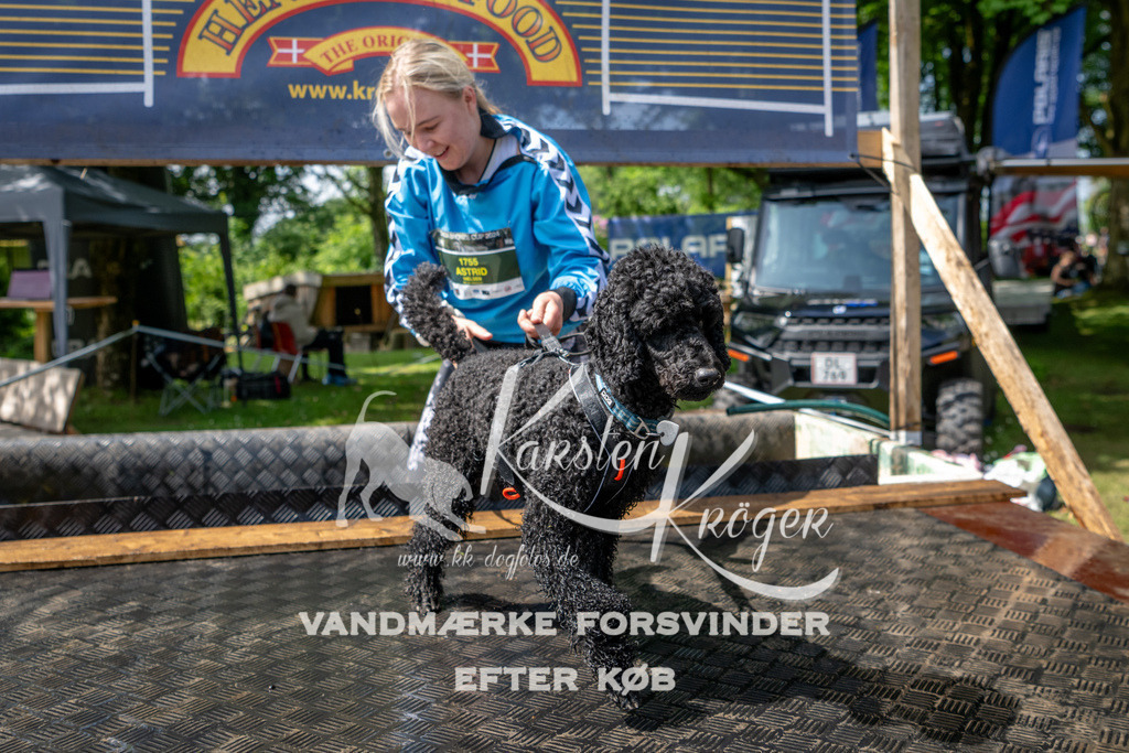 1133_ZZ94623 | kk-dogfotos