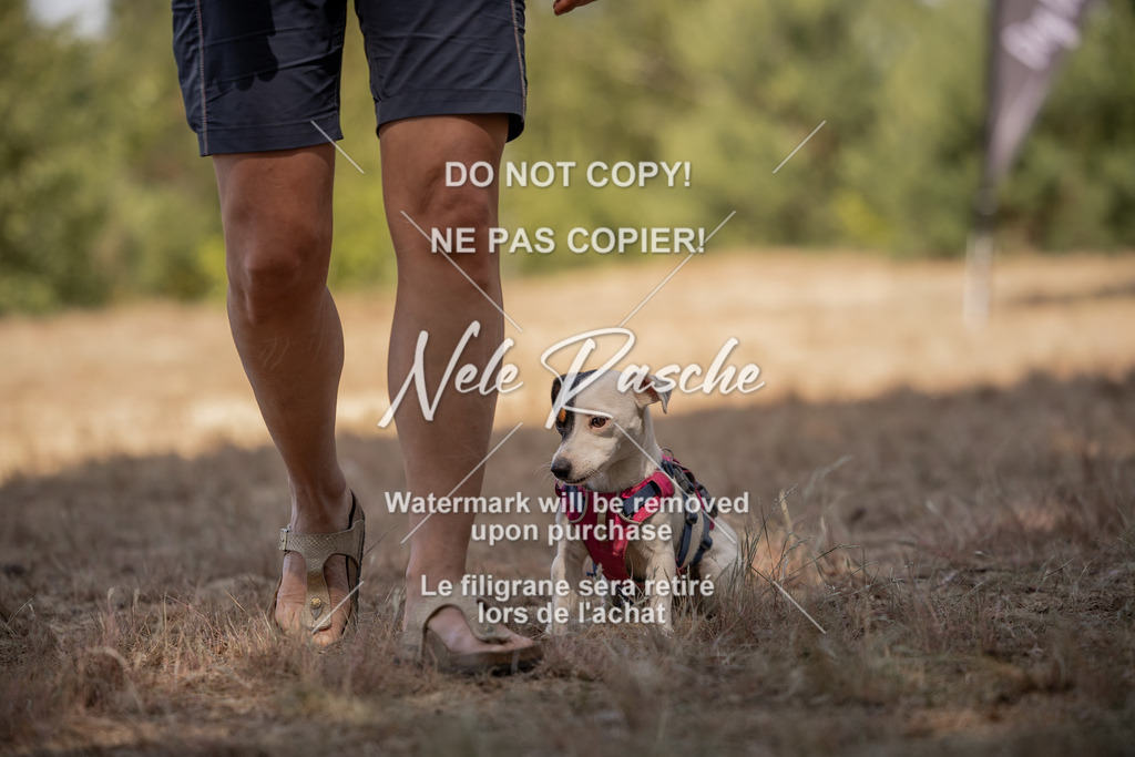nelerasche_soDD2_234 | nelerasche