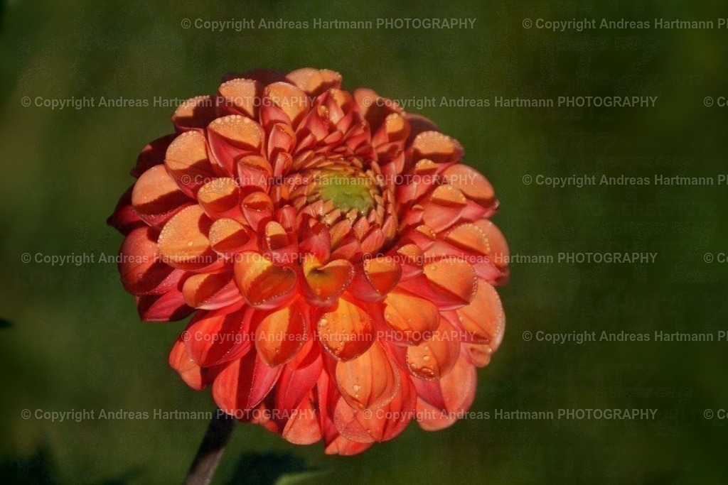 Dahlie Magic Huamantla | Dahlie Magic Huamantla - Realisiert mit Pictrs.com