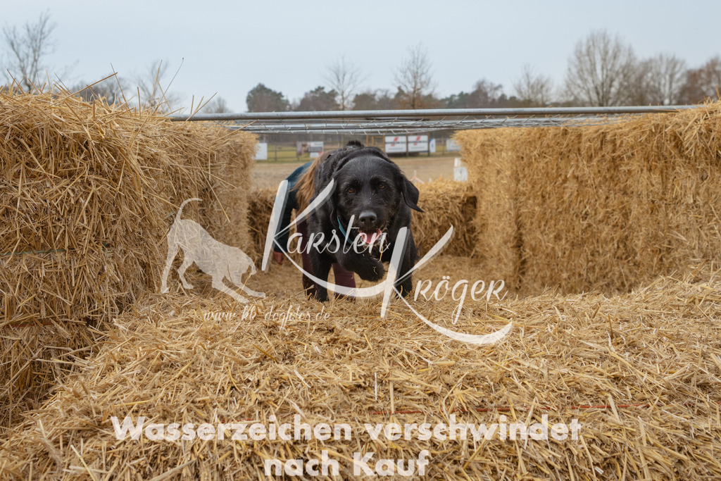 0944_ZZ99795 | kk-dogfotos