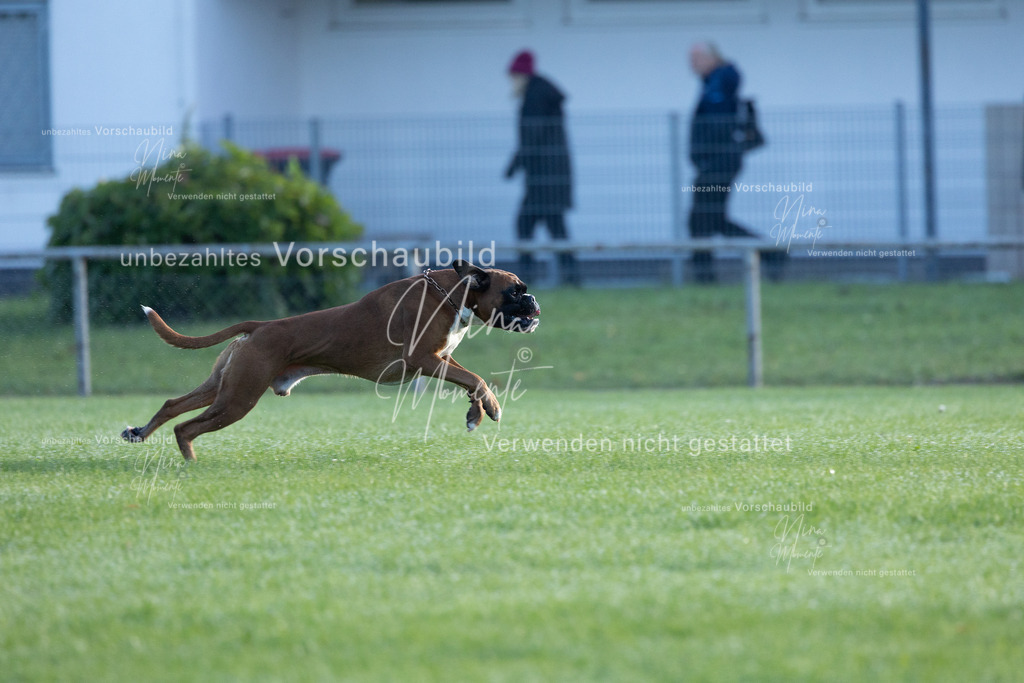 _16A6220 | Einzigartige Fotos von Hunden & Menschen –Actionfotos, Portraits, Vereinsaufnahmen & Paarshootings – authentisch, lebendig & mit Herz.