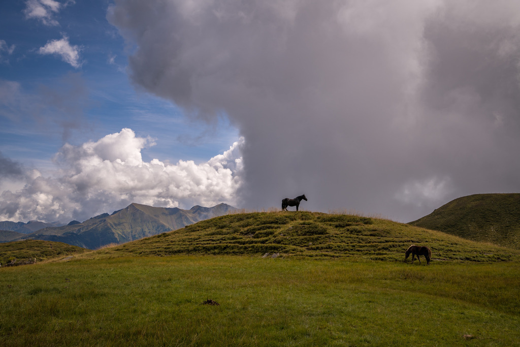 Pferd auf Hügel | <div id="allefotografen-seal-verified-green"></div><script src="https://www.allefotografen.de/956728/seal-verified-green/seal.js" async="async"></script> - Realisiert mit Pictrs.com