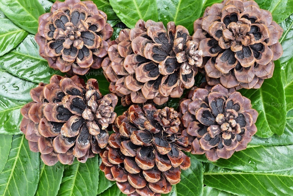 Pinienzapfen | Pinienzapfen sind ein wichtiger Bestandteil des Ökosystems, da sie Nahrung für verschiedene Tierarten bieten. Sie sind außerdem eine beliebte Weihnachtsdekoration  - Realisiert mit Pictrs.com